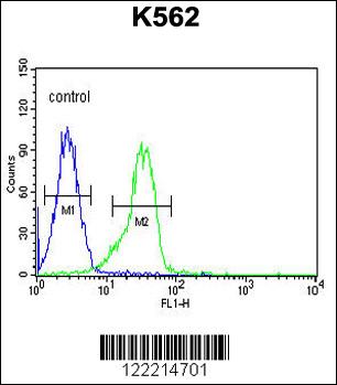 FAM155A Antibody (N-term) (Cat. #AP10140a) flow cytometric analysis of K562 cells (right histogram) compared to a negative control cell (left histogram).FITC-conjugated goat-anti-rabbit secondary antibodies were used for the analysis.