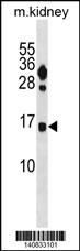 FUNDC2 Antibody (C-term) (Cat. #AP20155b) western blot analysis in mouse kidney tissue lysates (35ug/lane).This demonstrates the FUNDC2 antibody detected the FUNDC2 protein (arrow).