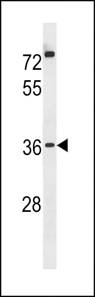 POPD3 Antibody (C-term) (Cat. #AP20111b) western blot analysis in U251 cell line lysates (35ug/lane).This demonstrates the POPD3 antibody detected the POPD3 protein (arrow).