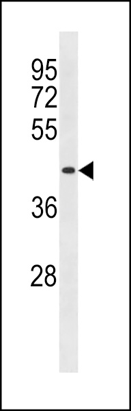 DIRC2 Antibody (Center) (Cat. #AP20100c) western blot analysis in 293 cell line lysates (35ug/lane).This demonstrates the DIRC2 antibody detected the DIRC2 protein (arrow).