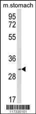Western blot analysis of SFRS2 Antibody (Center) (Cat. #AP2800c) in mouse stomach tissue lysates (35ug/lane). SFRS2 (arrow) was detected using the purified Pab.