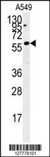 C12orf48 Antibody (C-term) (Cat. #AP10083b) western blot analysis in A549 cell line lysates (35ug/lane).This demonstrates the C12orf48 antibody detected the FBXO34 protein (arrow).