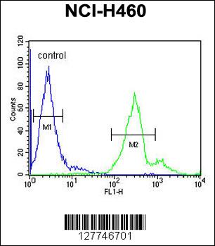 LAPTM5 Antibody (N-term) (Cat. #AP10077a) flow cytometric analysis of NCI-H460 cells (right histogram) compared to a negative control cell (left histogram).FITC-conjugated goat-anti-rabbit secondary antibodies were used for the analysis.