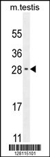 RELL2 Antibody (Center) (Cat. #AP10406c) western blot analysis in mouse testis tissue lysates (35ug/lane).This demonstrates the RELL2 antibody detected the RELL2 protein (arrow).