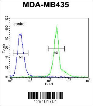 KPRA Antibody (N-term) (Cat. #AP10399a) flow cytometric analysis of MDA-MB435 cells (right histogram) compared to a negative control cell (left histogram).FITC-conjugated goat-anti-rabbit secondary antibodies were used for the analysis.