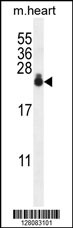 AP1S3 Antibody (N-term) (Cat. #AP10390a) western blot analysis in mouse heart tissue lysates (35ug/lane).This demonstrates the AP1S3 antibody detected the AP1S3 protein (arrow).