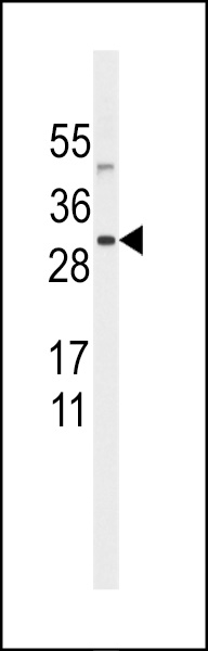 Western blot analysis of anti-SNURF Antibody (Center) (Cat.#AP2816c) in Hela cell line lysates (35ug/lane). SNURF(arrow) was detected using the purified Pab.