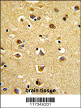 Formalin-fixed and paraffin-embedded human brain tissue reacted with SNURF Antibody, which was peroxidase-conjugated to the secondary antibody, followed by DAB staining. This data demonstrates the use of this antibody for immunohistochemistry; clinical relevance has not been evaluated.