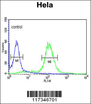 SNURF Antibody (Center) (Cat. #AP2816c) flow cytometric analysis of Hela cells (right histogram) compared to a negative control cell (left histogram).FITC-conjugated goat-anti-rabbit secondary antibodies were used for the analysis.