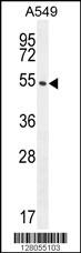 C1orf51 Antibody (N-term) (Cat. #AP10380a) western blot analysis in A549 cell line lysates (35ug/lane).This demonstrates the C1orf51 antibody detected the C1orf51 protein (arrow).