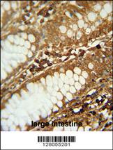C1orf51 antibody (N-term) (Cat. #AP10380a) immunohistochemistry analysis in formalin fixed and paraffin embedded human large intestine followed by peroxidase conjugation of the secondary antibody and DAB staining. This data demonstrates the use of the C1orf51 antibody (N-term) for immunohistochemistry. Clinical relevance has not been evaluated.