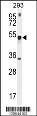 METTL4 Antibody (C-term) (Cat. #AP10377b) western blot analysis in 293 cell line lysates (35ug/lane).This demonstrates the METTL4 antibody detected the METTL4 protein (arrow).