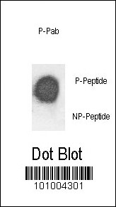 Dot blot analysis of anti-Phospho-mPLM-pS88.repeat Phospho-specific Pab (Cat. #AP3286a) on nitrocellulose membrane. 50ng of Phospho-peptide or Non Phospho-peptide per dot were adsorbed. Antibody working concentrations are 0.5ug per ml.