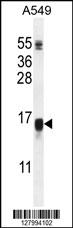 WFDC12 Antibody (C-term) (Cat. #AP10369b) western blot analysis in A549 cell line lysates (35ug/lane).This demonstrates the WFDC12 antibody detected the WFDC12 protein (arrow).