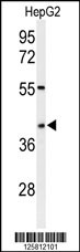 Western blot analysis of WDR82 Antibody (N-term) (Cat. #AP4812a) in HepG2 cell line lysates (35ug/lane). WDR82 (arrow) was detected using the purified Pab.