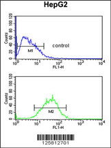 WDR82 Antibody (N-term) (Cat. #AP4812a) flow cytometric analysis of HepG2 cells (bottom histogram) compared to a negative control cell (top histogram).FITC-conjugated goat-anti-rabbit secondary antibodies were used for the analysis.