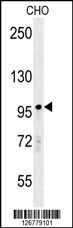 PARP8 Antibody (Center) (Cat. #AP4779c) western blot analysis in CHO cell line lysates (35ug/lane).This demonstrates the PARP8 antibody detected the PARP8 protein (arrow).