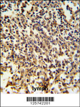 RNASEH2B Antibody (Center) (Cat. #AP4774c) IHC analysis in formalin fixed and paraffin embedded human lymph tissue followed by peroxidase conjugation of the secondary antibody and DAB staining. This data demonstrates the use of the RNASEH2B Antibody (Center) for immunohistochemistry. Clinical relevance has not been evaluated.