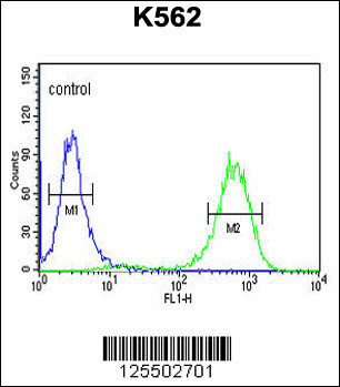 CQ068 Antibody (Center) (Cat. #AP4761c) flow cytometric analysis of K562 cells (right histogram) compared to a negative control cell (left histogram).FITC-conjugated goat-anti-rabbit secondary antibodies were used for the analysis.