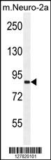 VWA3B Antibody (C-term) (Cat. #AP10305b) western blot analysis in mouse Neuro-2a cell line lysates (35ug/lane).This demonstrates the VWA3B antibody detected the VWA3B protein (arrow).