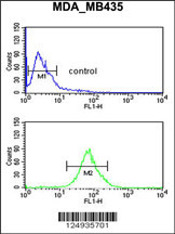 LUZP1 Antibody (C-term) (Cat. #AP4711b) flow cytometric analysis of MDA-MB435 cells (bottom histogram) compared to a negative control cell (top histogram).FITC-conjugated goat-anti-rabbit secondary antibodies were used for the analysis.