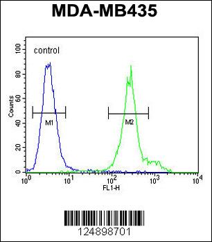 ANKFY1 Antibody (C-term) (Cat. #AP4704b) flow cytometric analysis of MDA-MB435 cells (right histogram) compared to a negative control cell (left histogram).FITC-conjugated goat-anti-rabbit secondary antibodies were used for the analysis.