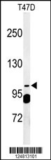 Western blot analysis of SC24A Antibody (Center) (Cat. #AP4701c) in T47D cell line lysates (35ug/lane). SC24A (arrow) was detected using the purified Pab.