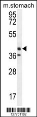 TECTB Antibody (N-term) (Cat. #AP10280a) western blot analysis in mouse stomach tissue lysates (35ug/lane).This demonstrates the EKI2 antibody detected the EKI2 protein (arrow).