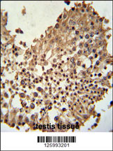 CCDC42 Antibody (Center) (Cat. #AP5019c) immunohistochemistry analysis in formalin fixed and paraffin embedded human testis tissue followed by peroxidase conjugation of the secondary antibody and DAB staining. This data demonstrates the use of the CCDC42 Antibody (Center) for immunohistochemistry. Clinical relevance has not been evaluated.