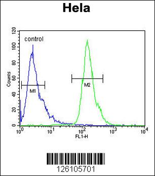 POTEH Antibody (N-term) (Cat. #AP4988a) flow cytometric analysis of Hela cells (right histogram) compared to a negative control cell (left histogram).FITC-conjugated goat-anti-rabbit secondary antibodies were used for the analysis.