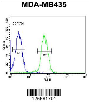 ASM3A Antibody (C-term) (Cat. #AP4977b) flow cytometric analysis of MDA-MB435 cells (right histogram) compared to a negative control cell (left histogram).FITC-conjugated goat-anti-rabbit secondary antibodies were used for the analysis.