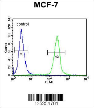 FA20A Antibody (N-term) (Cat. #AP4969a) flow cytometric analysis of MCF-7 cells (right histogram) compared to a negative control cell (left histogram).FITC-conjugated goat-anti-rabbit secondary antibodies were used for the analysis.