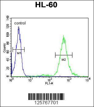 T131L Antibody (C-term) (Cat. #AP4964b) flow cytometric analysis of HL-60 cells (right histogram) compared to a negative control cell (left histogram).FITC-conjugated goat-anti-rabbit secondary antibodies were used for the analysis.
