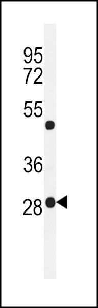 Western blot analysis of RPC8 Antibody (N-term) (Cat. #AP4936a) in mouse testis tissue lysates (35ug/lane). RPC8 (arrow) was detected using the purified Pab.