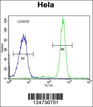RPC8 Antibody (N-term) (Cat. #AP4936a) flow cytometric analysis of Hela cells (right histogram) compared to a negative control cell (left histogram).FITC-conjugated goat-anti-rabbit secondary antibodies were used for the analysis.