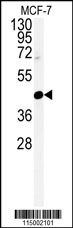Western blot analysis of CENPN Antibody (C-term) (Cat. #AP4913b) in MCF-7 cell line lysates (35ug/lane).CENPN (arrow) was detected using the purified Pab.