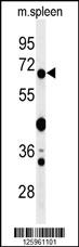 Western blot analysis of GBP7 Antibody (C-term) (Cat. #AP4910b) in mouse spleen tissue lysates (35ug/lane). GBP7 (arrow) was detected using the purified Pab.