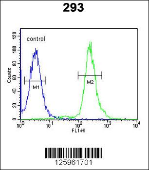 GBP7 Antibody (C-term) (Cat. #AP4910b) flow cytometric analysis of 293 cells (right histogram) compared to a negative control cell (left histogram).FITC-conjugated goat-anti-rabbit secondary antibodies were used for the analysis.