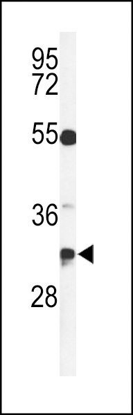 Western blot analysis of TSPAN7 Antibody (Center) (Cat. #AP4874c) in CEM cell line lysates (35ug/lane). TSPAN7 (arrow) was detected using the purified Pab.