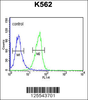 IN80B Antibody (Center) (Cat. #AP4837c) flow cytometric analysis of K562 cells (right histogram) compared to a negative control cell (left histogram).FITC-conjugated goat-anti-rabbit secondary antibodies were used for the analysis.