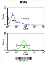 SMAGP Antibody (Center) (Cat. #AP5271c) flow cytometric analysis of K562 cells (bottom histogram) compared to a negative control cell (top histogram).FITC-conjugated goat-anti-rabbit secondary antibodies were used for the analysis.
