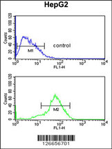 RSAD1 Antibody (C-term) (Cat. #AP5262b) flow cytometric analysis of HepG2 cells (bottom histogram) compared to a negative control cell (top histogram).FITC-conjugated goat-anti-rabbit secondary antibodies were used for the analysis.