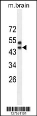 SPRED3 Antibody (N-term) (Cat. #AP10262a) western blot analysis in mouse brain tissue lysates (35ug/lane).This demonstrates the SPRED3 antibody detected the SPRED3 protein (arrow).