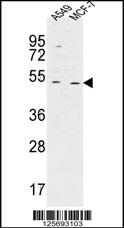 HAUS4 Antibody (C-term) (Cat. #AP5229b) western blot analysis in A549,MCF-7 cell line lysates (35ug/lane).This demonstrates the HAUS4 antibody detected the HAUS4 protein (arrow).