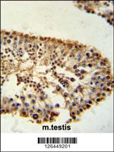 ERO1LB Antibody (C-term) (Cat. #AP5218b) immunohistochemistry analysis in formalin fixed and paraffin embedded mouse testis tissue followed by peroxidase conjugation of the secondary antibody and DAB staining. This data demonstrates the use of the ERO1LB Antibody (C-term) for immunohistochemistry. Clinical relevance has not been evaluated.