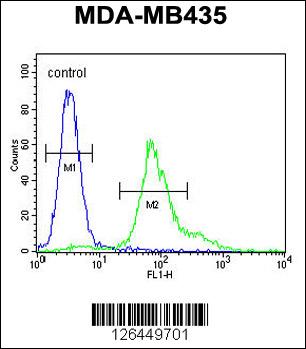 ERO1LB Antibody (C-term) (Cat. #AP5218b) flow cytometric analysis of MDA-MB435 cells (right histogram) compared to a negative control cell (left histogram).FITC-conjugated goat-anti-rabbit secondary antibodies were used for the analysis.