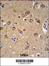 C12orf53 Antibody (N-term) (Cat. #AP5185a) IHC analysis in formalin fixed and paraffin embedded human brain tissue followed by peroxidase conjugation of the secondary antibody and DAB staining. This data demonstrates the use of the C12orf53 Antibody (N-term) for immunohistochemistry. Clinical relevance has not been evaluated.