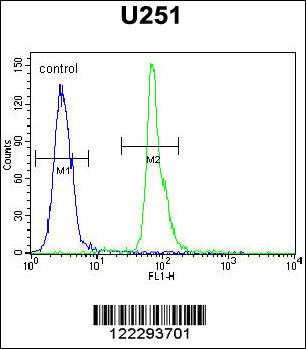 COPZ2 Antibody (C-term) (Cat. #AP5175b) flow cytometric analysis of U251 cells (right histogram) compared to a negative control cell (left histogram).FITC-conjugated goat-anti-rabbit secondary antibodies were used for the analysis.