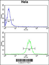 KIAA1529 Antibody (C-term) (Cat.#AP5165b) flow cytometry analysis of Hela cells (bottom histogram) compared to a negative control cell (top histogram). FITC-conjugated goat-anti-rabbit secondary antibodies were used for the analysis.