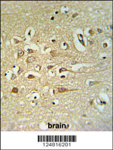 FA40B Antibody (N-term) (Cat. #AP5134a) IHC analysis in formalin fixed and paraffin embedded human brain tissue followed by peroxidase conjugation of the secondary antibody and DAB staining. This data demonstrates the use of the FA40B Antibody (N-term) for immunohistochemistry. Clinical relevance has not been evaluated.